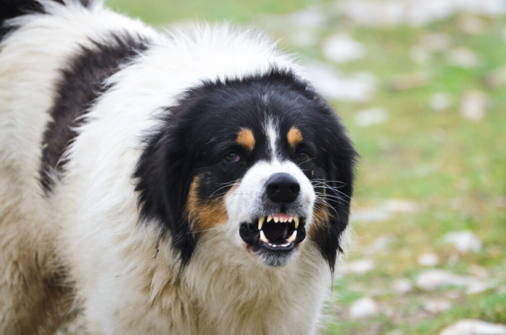 aggressive dog shows its teeth 