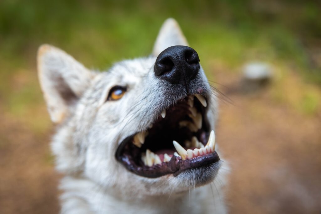 Rhode Island dog shows its teeth